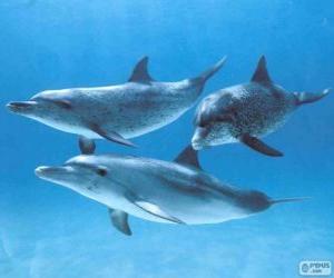 пазл Дельфины купание в море кровать